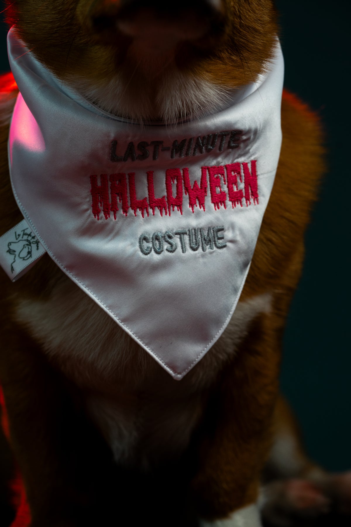 Bandana Sin Plan