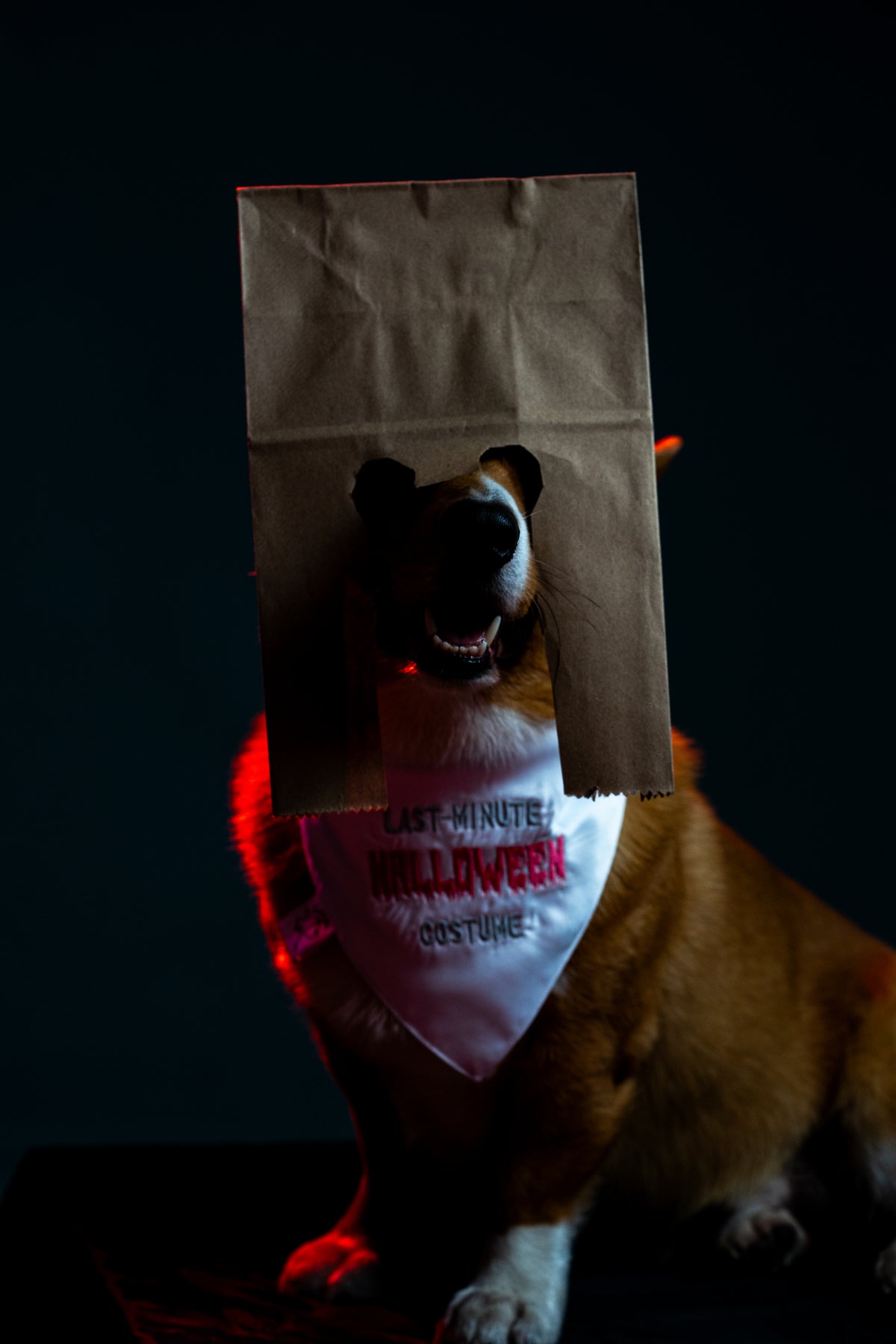 Bandana Sin Plan